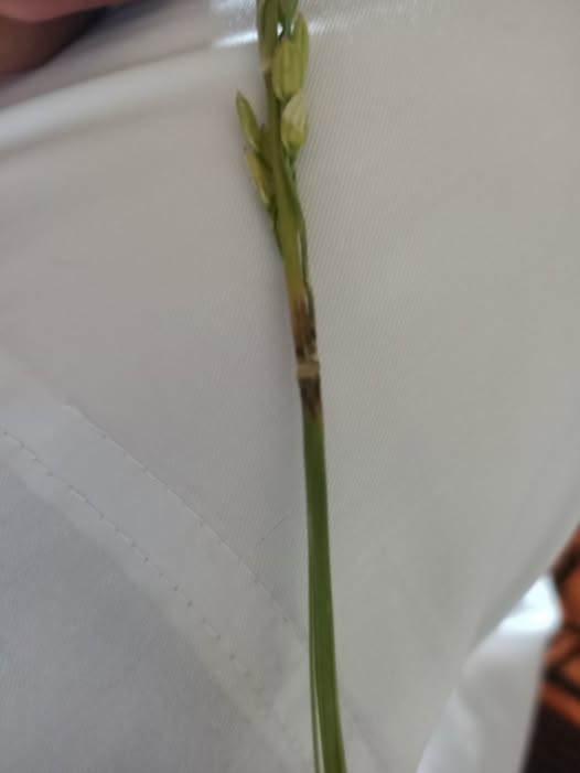 الاعراض دي ظاهره في الارز بنسبة 15% من المحصول بيظهر اللون البني ده علي العقل والسبله بتتحول للون الابيض من اعلي لأسفل تدريجيا اي المرض واي افضل علاج له للعلم الارز سخا سوبر 300